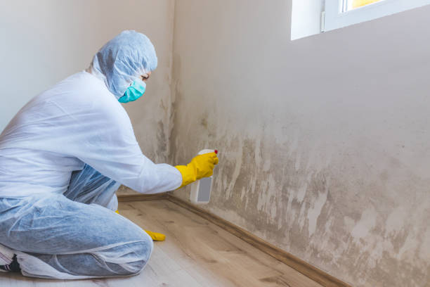 Licensed Basement Mold Remediation service in Bird In Hand, PA - WQB Mold Removal