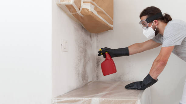 Professional Basement Mold Remediation technician working in Bird In Hand, PA