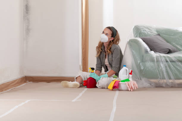 Reliable Basement Mold Remediation contractor in Bird In Hand, PA by WQB Mold Removal